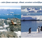 Antarctique - entre faune sauvage, climat, aventure scientifique, tourisme…